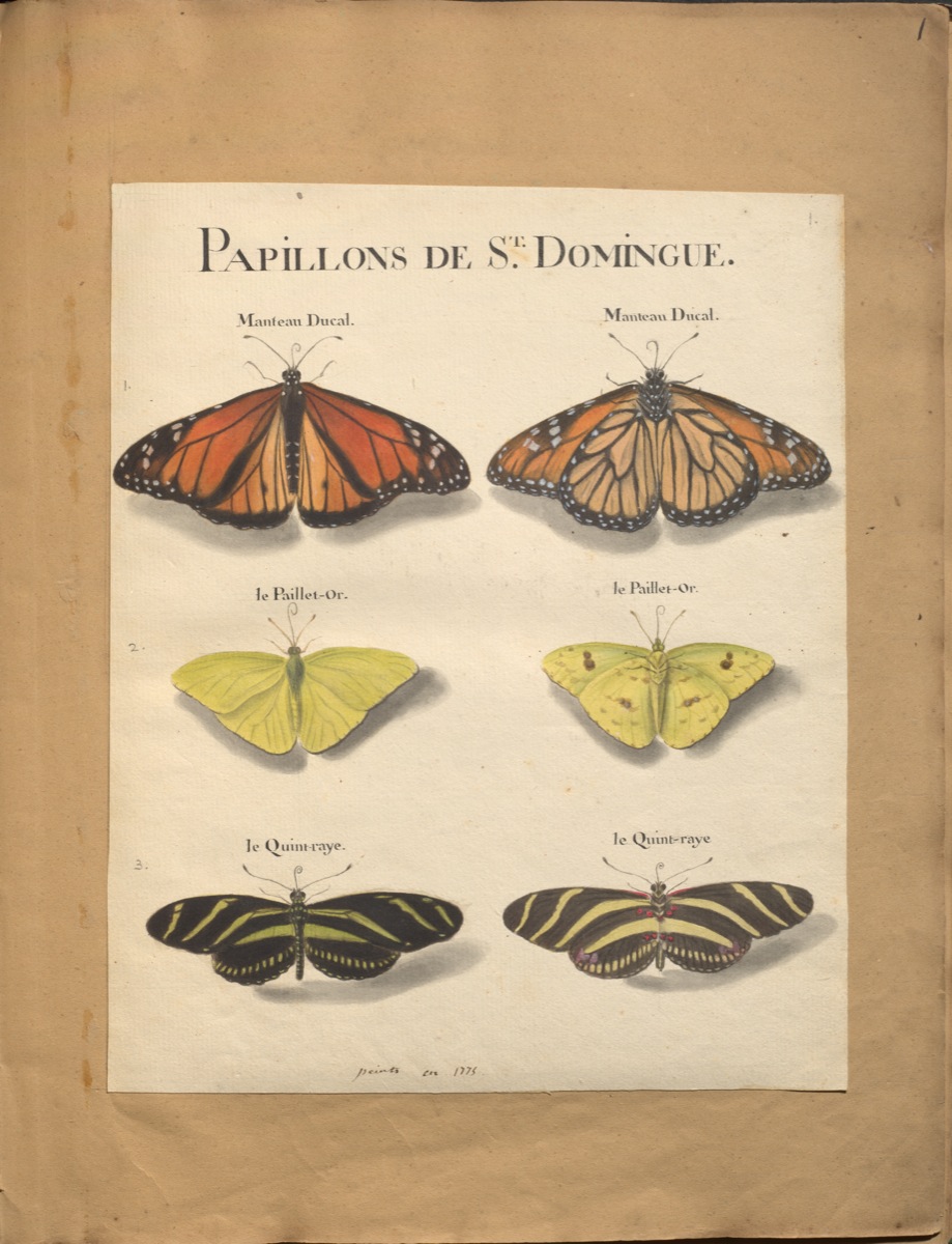 Original water-colour paintings on the natural history of St. Domingo : with mo. notes. (1766) de Rabié. McGill Library. Rare Books and Special Collections. Blacker-Wood Illustrations. folio M9725 R11 cutter V.4 (FRUITS).