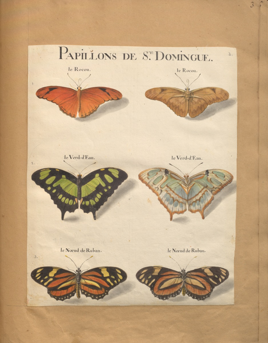 Original water-colour paintings on the natural history of St. Domingo : with mo. notes. (1766) de Rabié. McGill Library. Rare Books and Special Collections. Blacker-Wood Illustrations. folio M9725 R11 cutter V.4 (FRUITS).