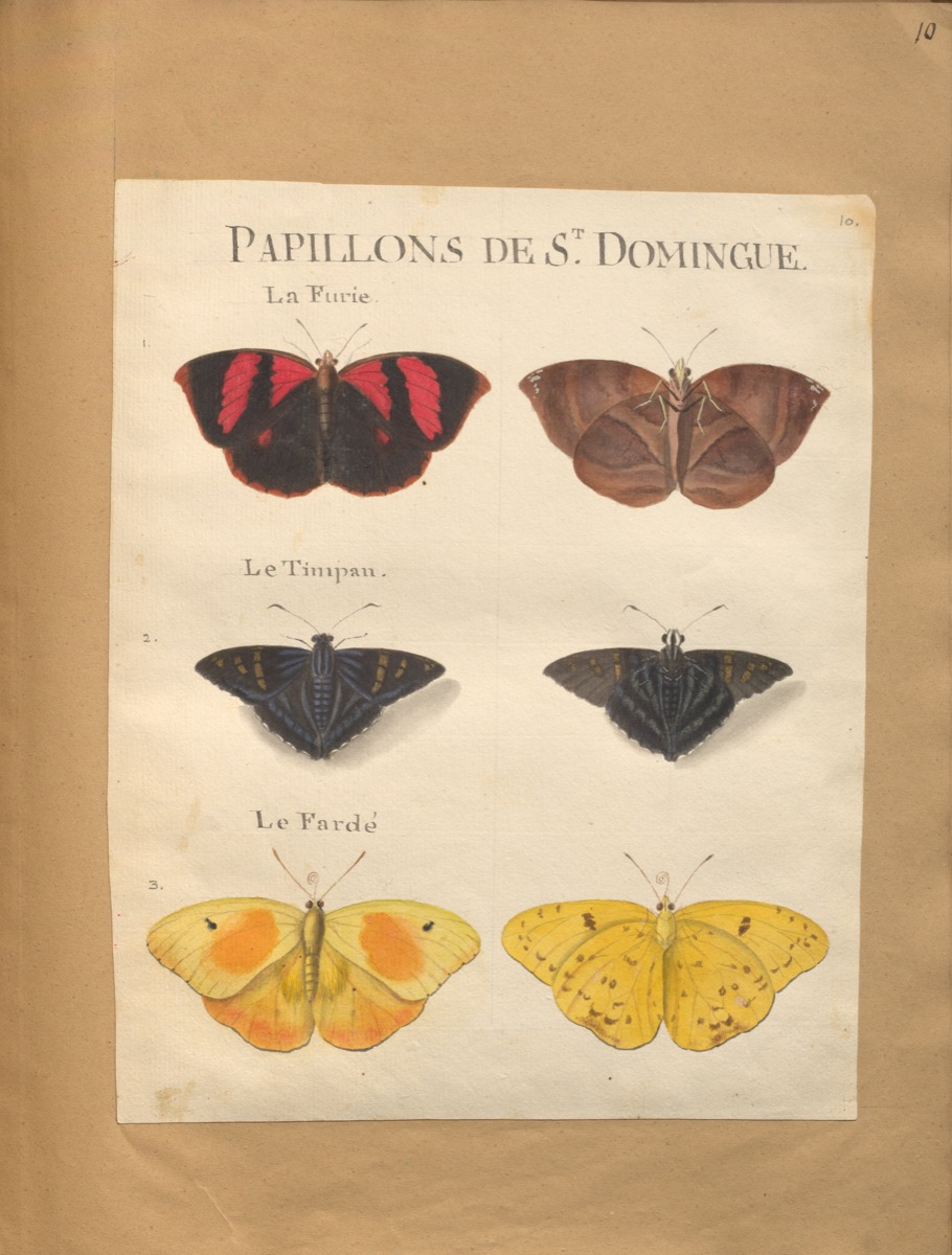Original water-colour paintings on the natural history of St. Domingo : with mo. notes. (1766) de Rabié. McGill Library. Rare Books and Special Collections. Blacker-Wood Illustrations. folio M9725 R11 cutter V.4 (FRUITS).