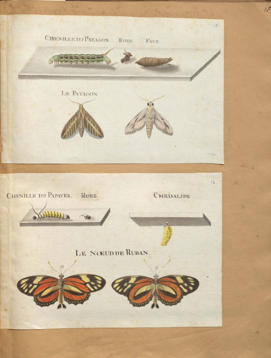 <em> Original water-colour paintings on the natural history of St. Domingo : with mo. notes.<em> (1766) de Rabié. McGill Library. Rare Books and Special Collections. Blacker-Wood Illustrations. folio M9725 R11 cutter V.4 (FRUITS).