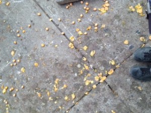smashed ginkgo seeds