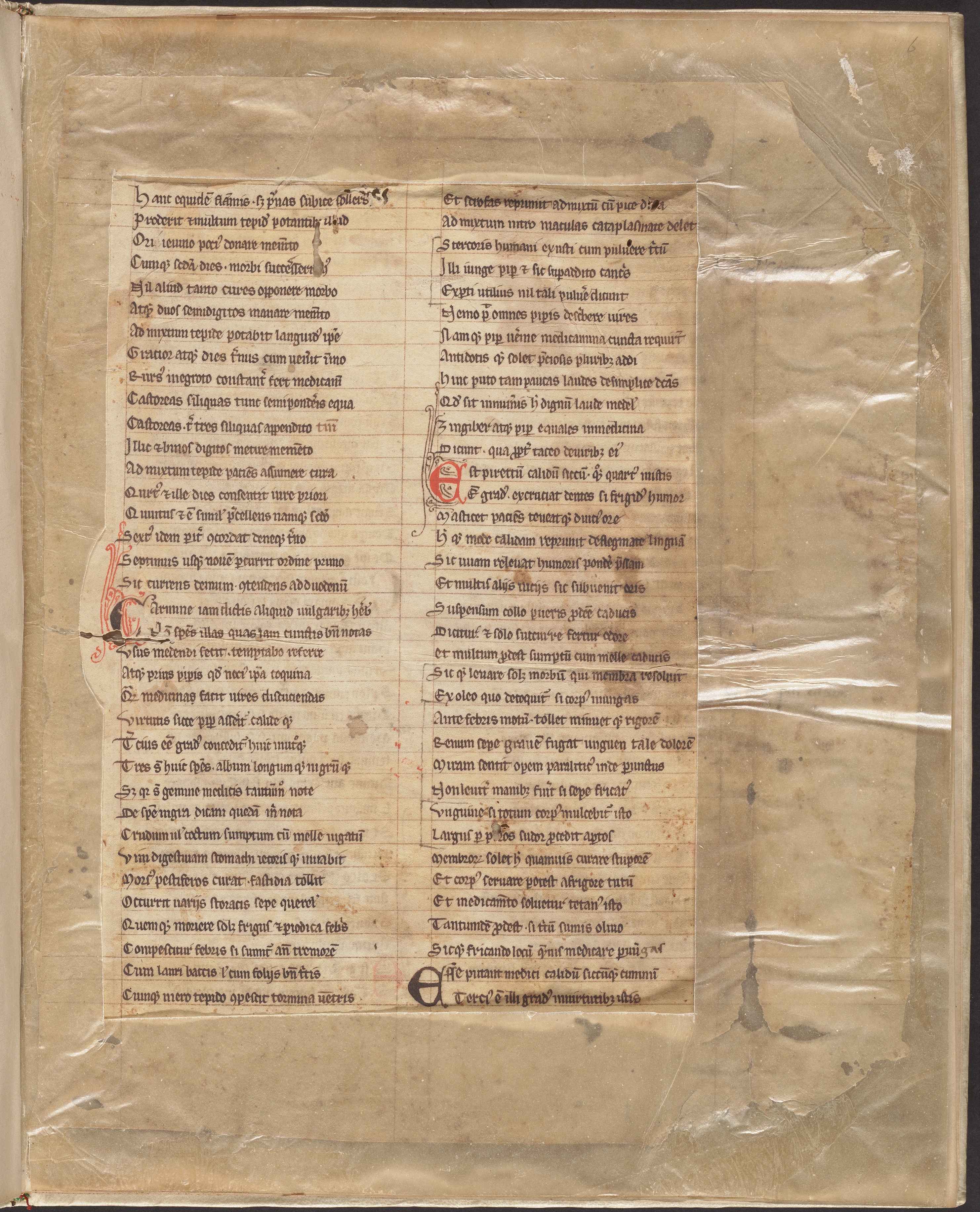 A section of the medieval herbal manuscript on 2 damaged leaves | The