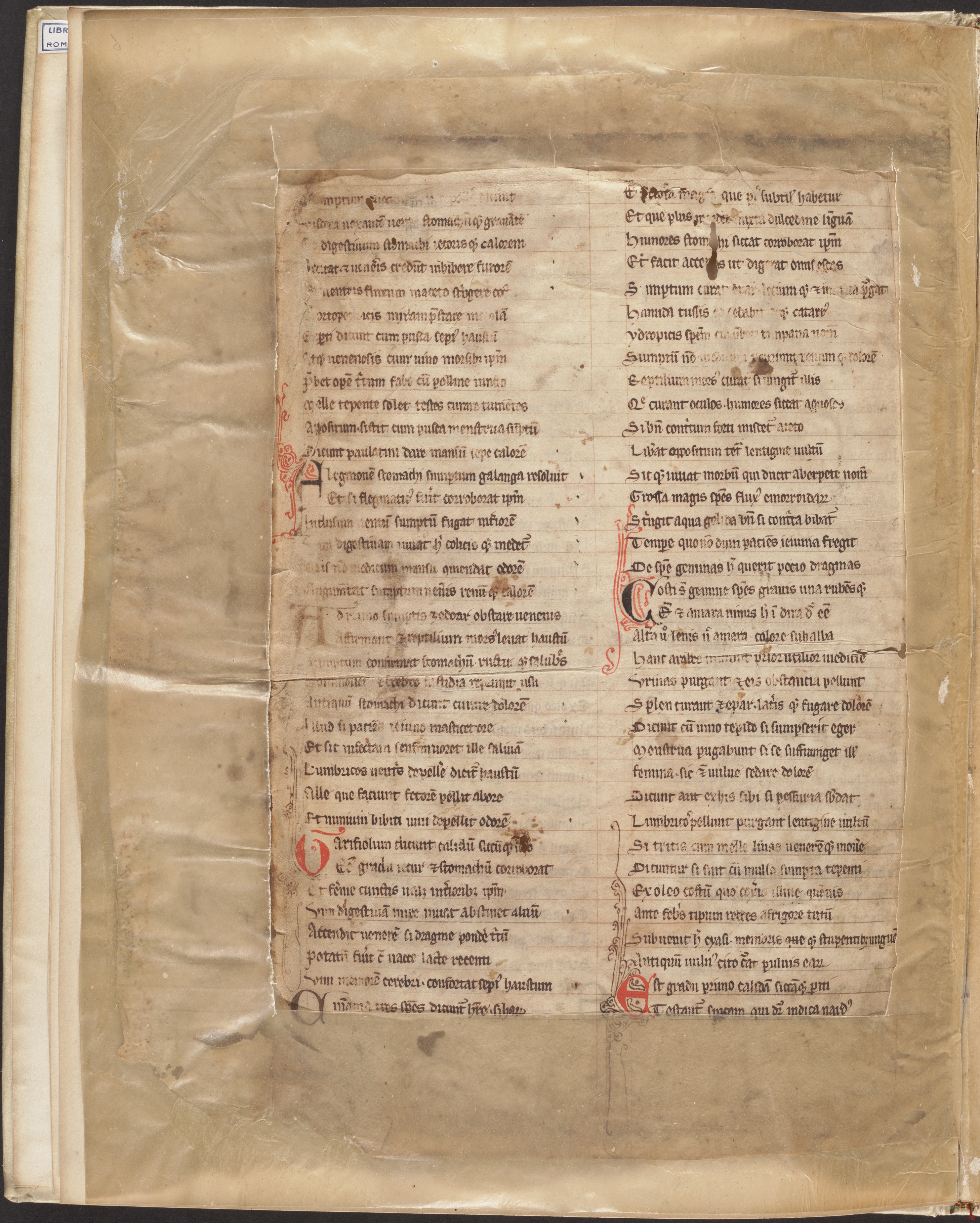 Macer, . (1300). Macer Floridus: [a section of the medieval herbal, on 2 damaged leaves].