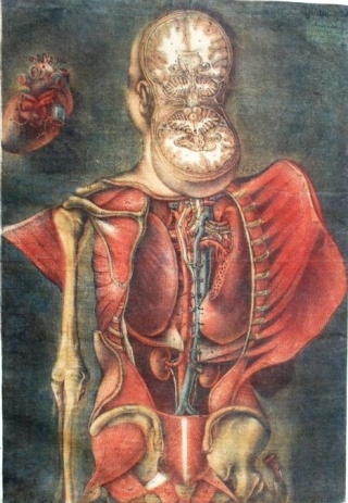 Colour mezzotint illustration from Exposition anatomique de la structure du corps humain, by Gautier Dagoty, 1759