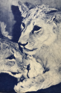 David and Bess. Photo by Miss Claire Vanier, found in the Society’s journal The Lynx (Vol. 1, No. 4 Summer 1967).